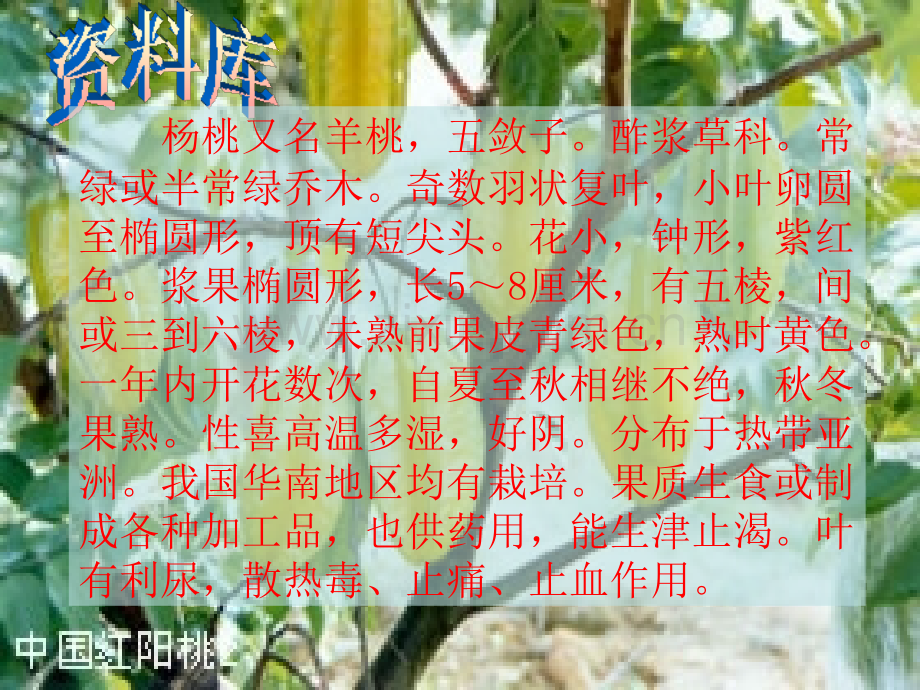 三年级下册画杨桃.pptx_第2页