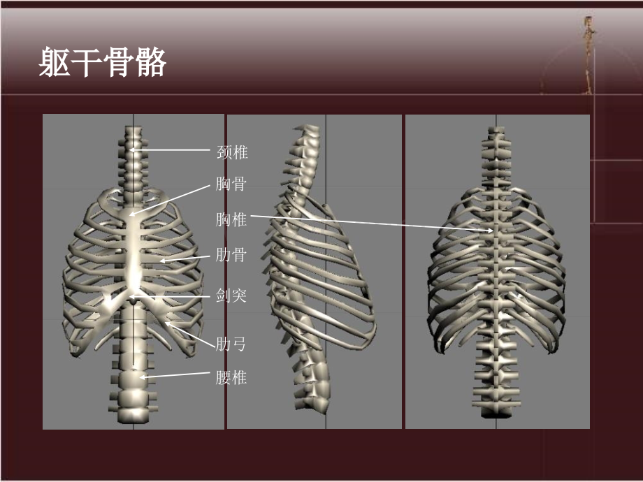 人体动态解剖美术漫画3D素描必学.pptx_第3页