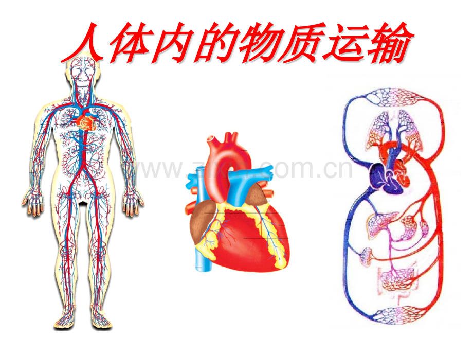 七年级生物下册-人体内物质的运输复习-新.pptx_第1页