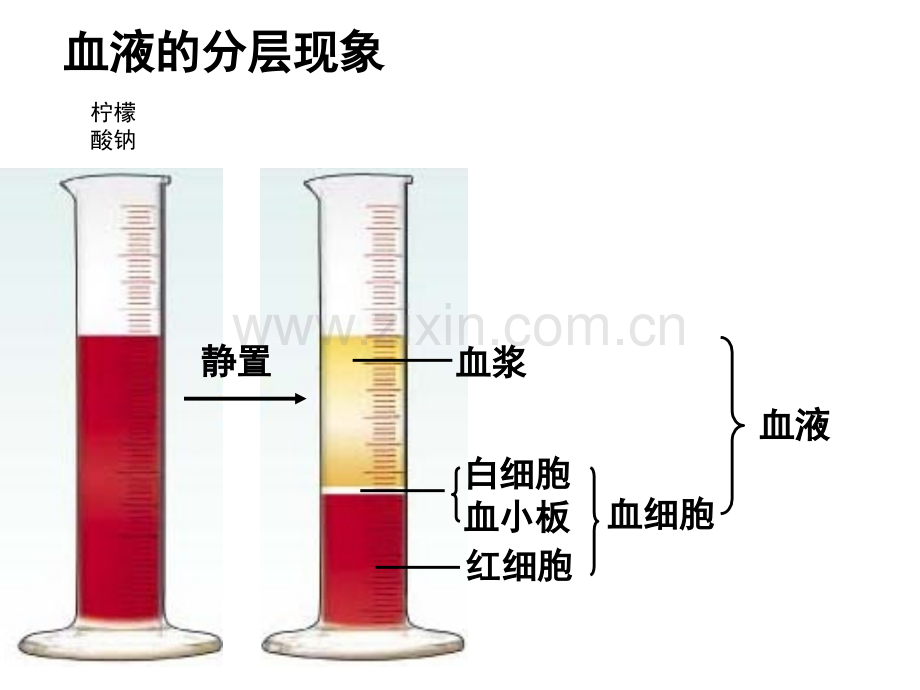 七年级生物下册-人体内物质的运输复习-新.pptx_第3页