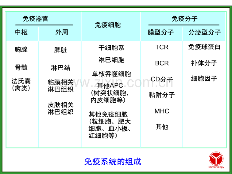 免疫组织与器官.pptx_第3页