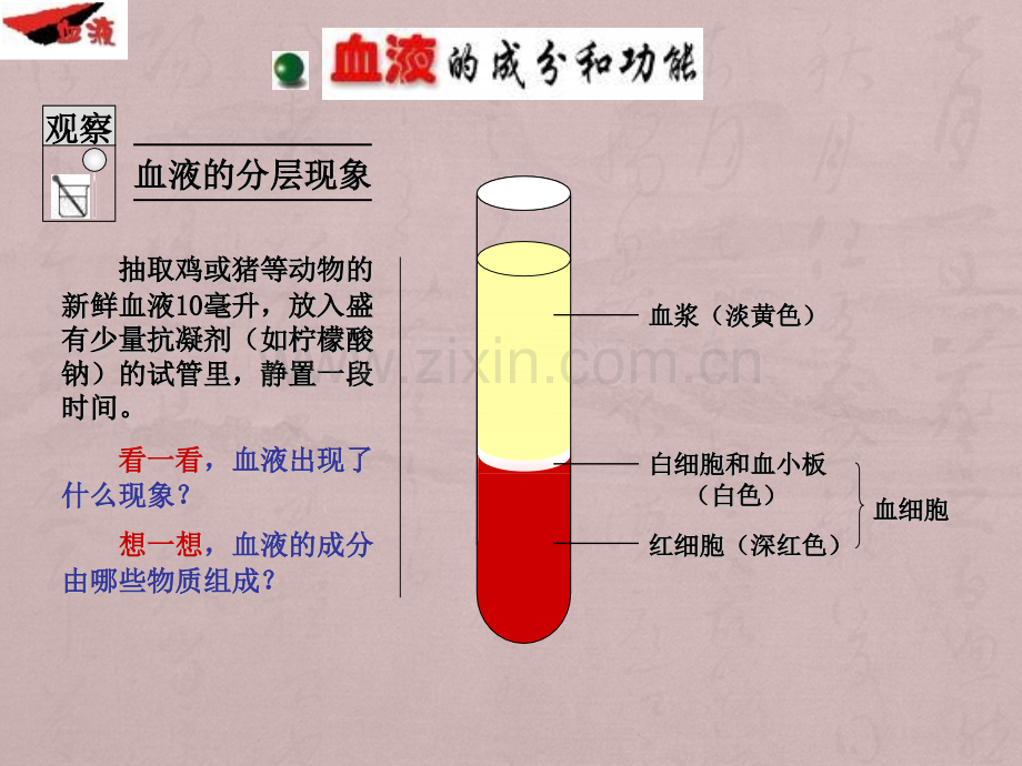 七年级生物血液.pptx_第3页