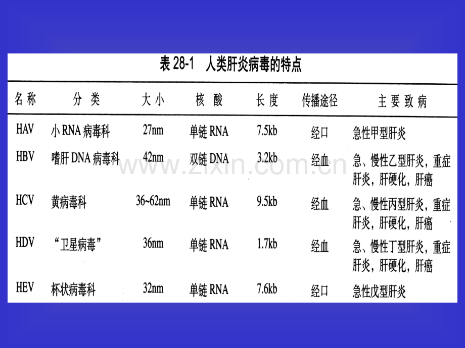 25-秦--hepatitis-virus.pptx_第3页