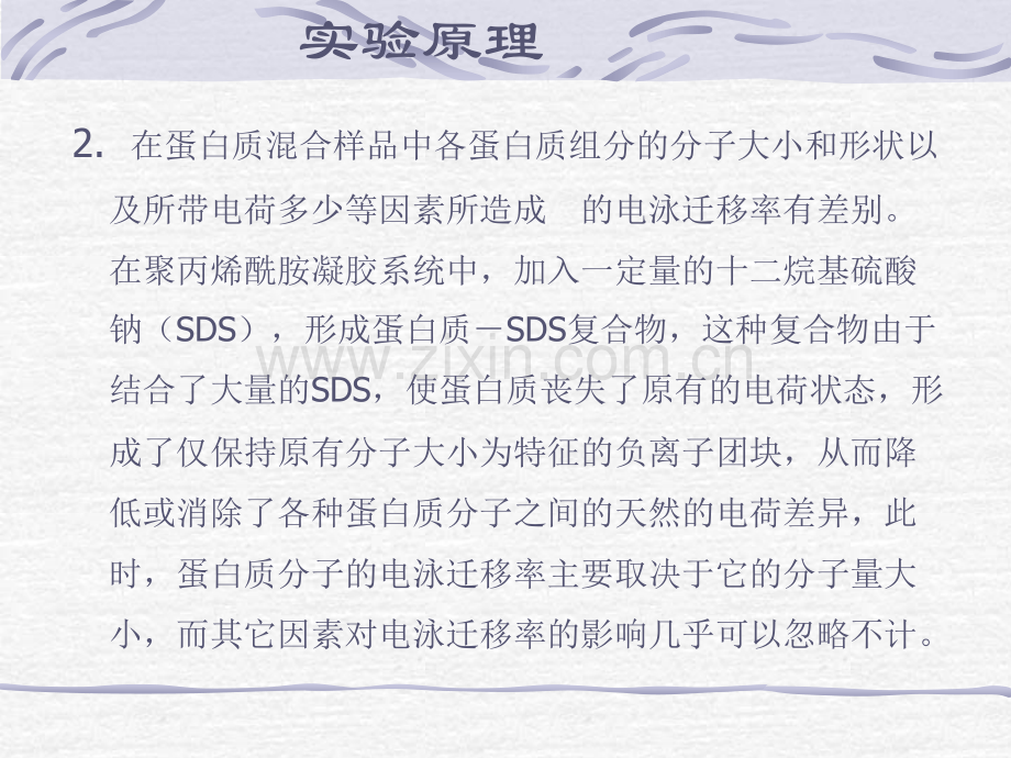 sds聚丙烯酰胺凝胶电泳法测定蛋白质分子量实验目的和要求.pptx_第2页