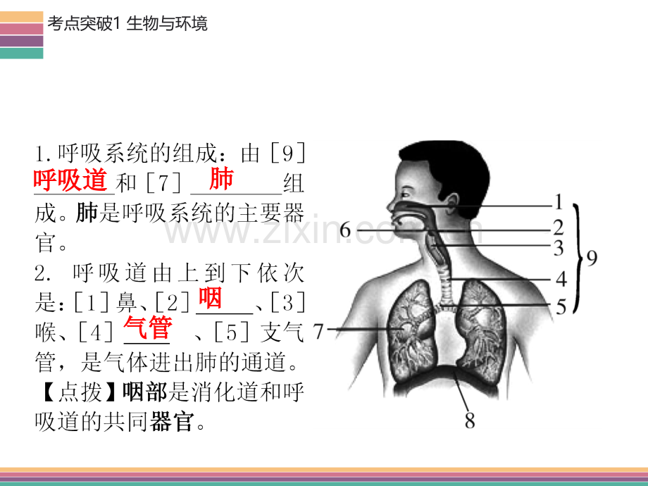 人体的呼吸1.pptx_第3页