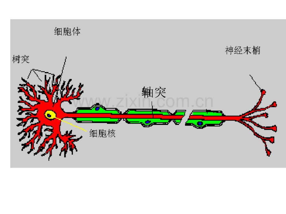 人体生命活动的调节.pptx_第1页