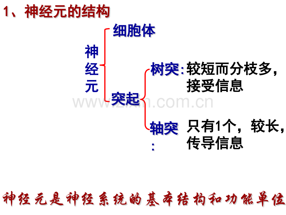 人体生命活动的调节.pptx_第2页