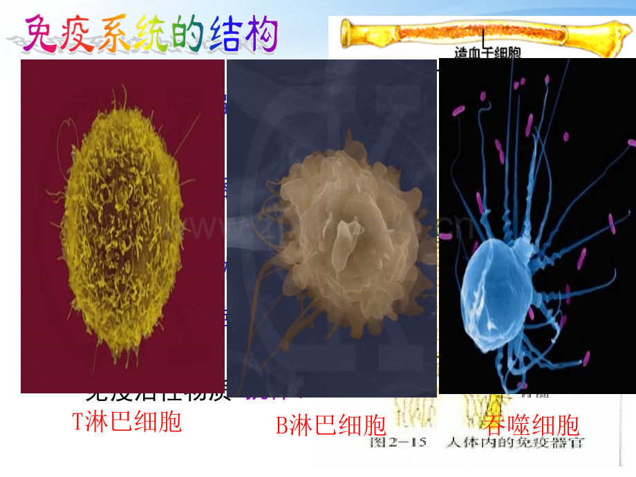 免疫调节公开课一等奖.pptx_第2页