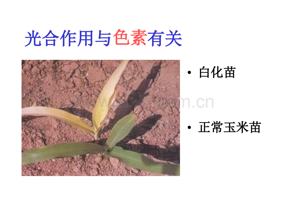 光合作用过程反应式比较表.pptx_第3页