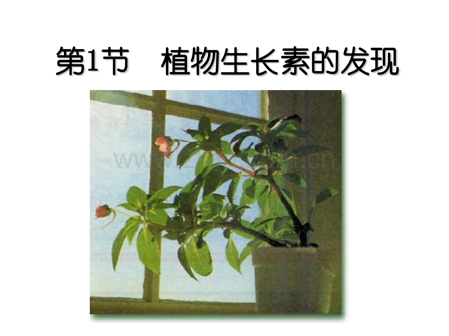 人教版教学植物生长素的发现.pptx_第2页