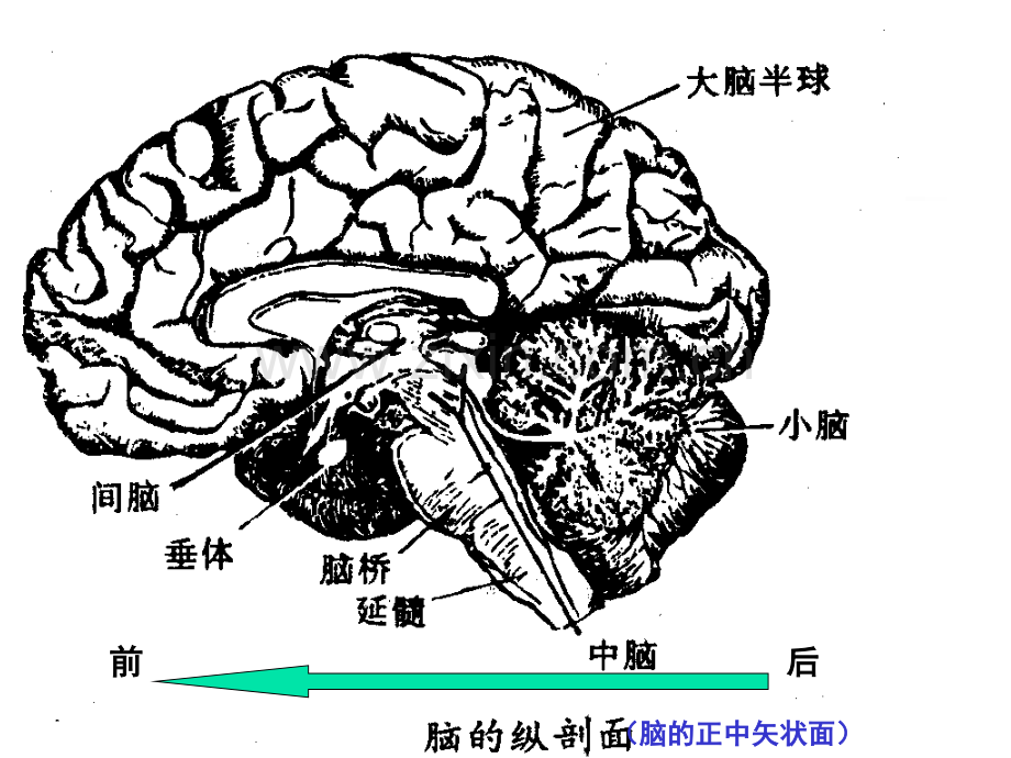 儿童神经系统结构功能及发育1和.pptx_第2页