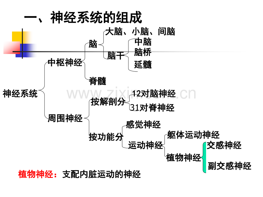 儿童神经系统结构功能及发育1和.pptx_第3页