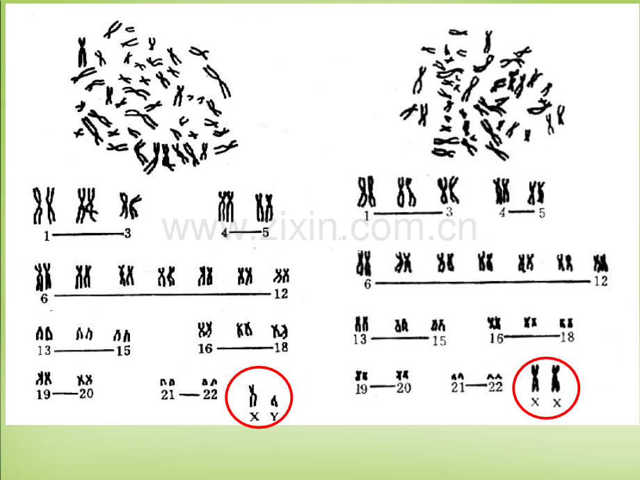 54伴性遗传公开课.pptx_第3页