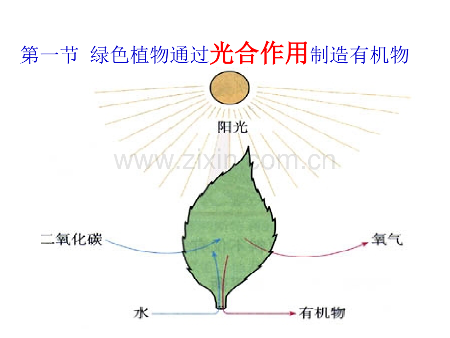 中学绿色植物是生物圈中有机物的制造者.pptx_第1页