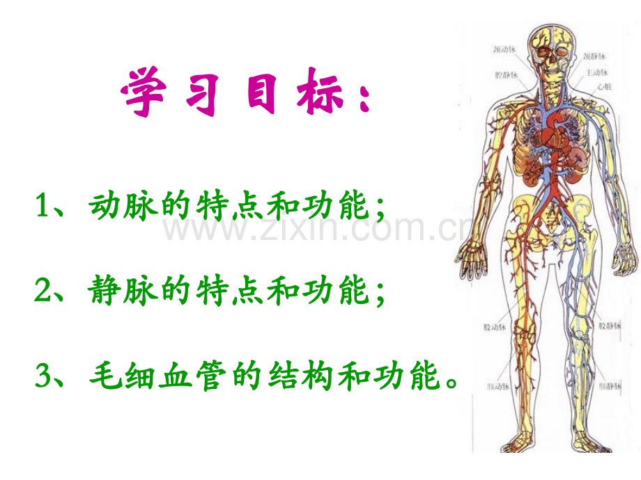 七年级生物下册血流的管道血管人教新课标.pptx_第2页