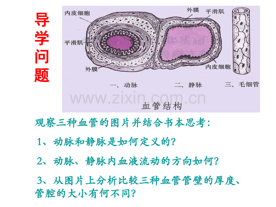 七年级生物下册血流的管道血管人教新课标.pptx_第3页