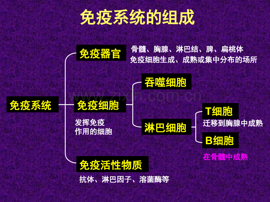 免疫调节8.pptx_第2页