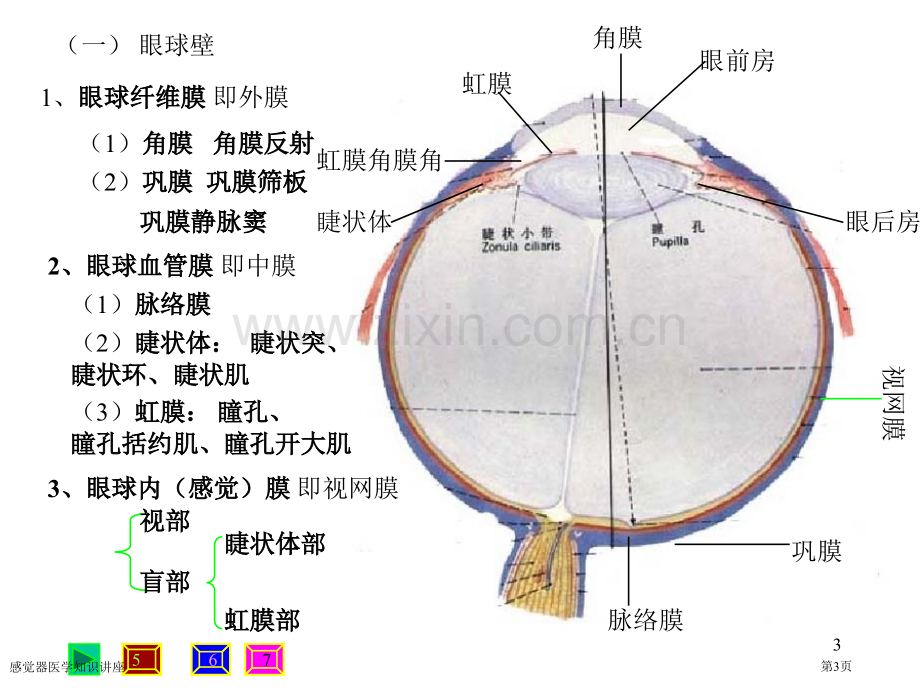 感觉器医学知识讲座专家讲座.pptx_第3页