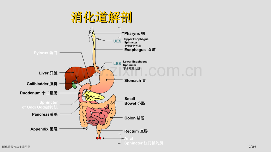 消化系统疾病主流用药.pptx_第2页