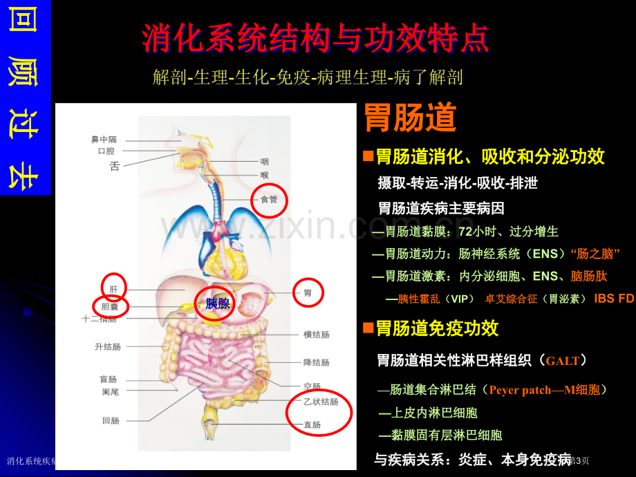 消化系统疾病专业知识宣教专家讲座.pptx_第2页