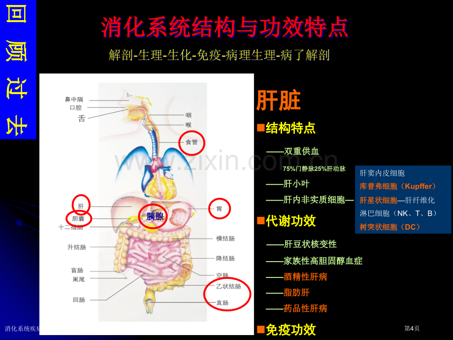 消化系统疾病专业知识宣教专家讲座.pptx_第3页