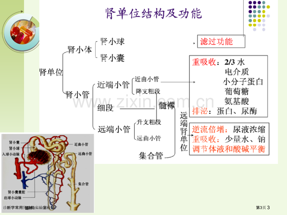 诊断学常用肾功能实验室检测.pptx_第3页