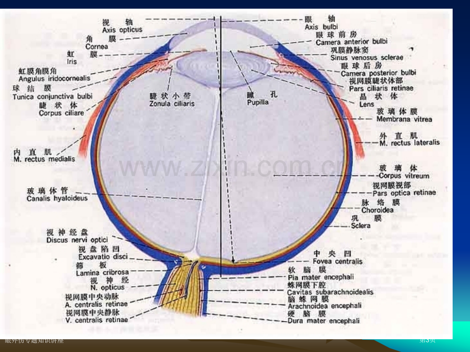 眼外伤专题知识讲座专家讲座.pptx_第3页