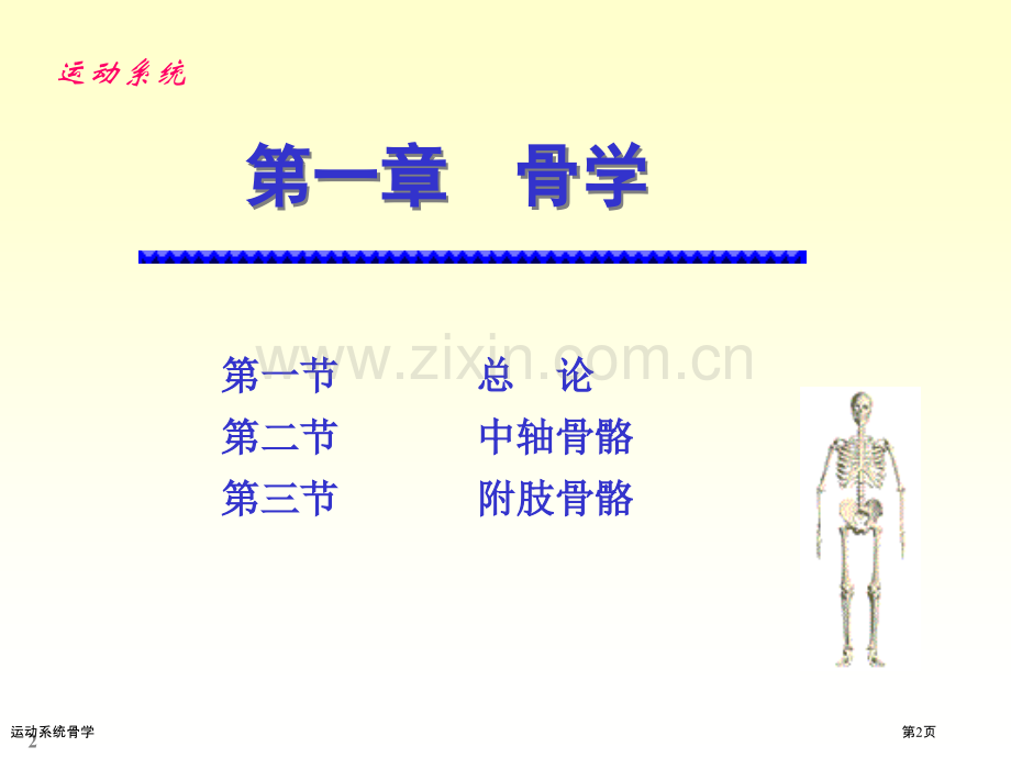 运动系统骨学.pptx_第2页