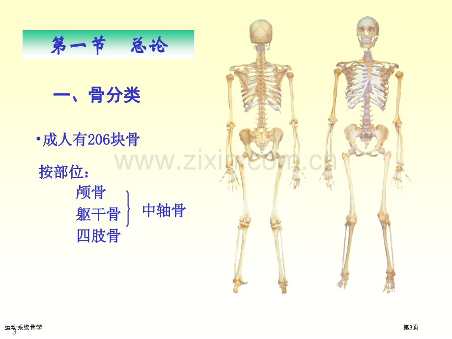 运动系统骨学.pptx_第3页