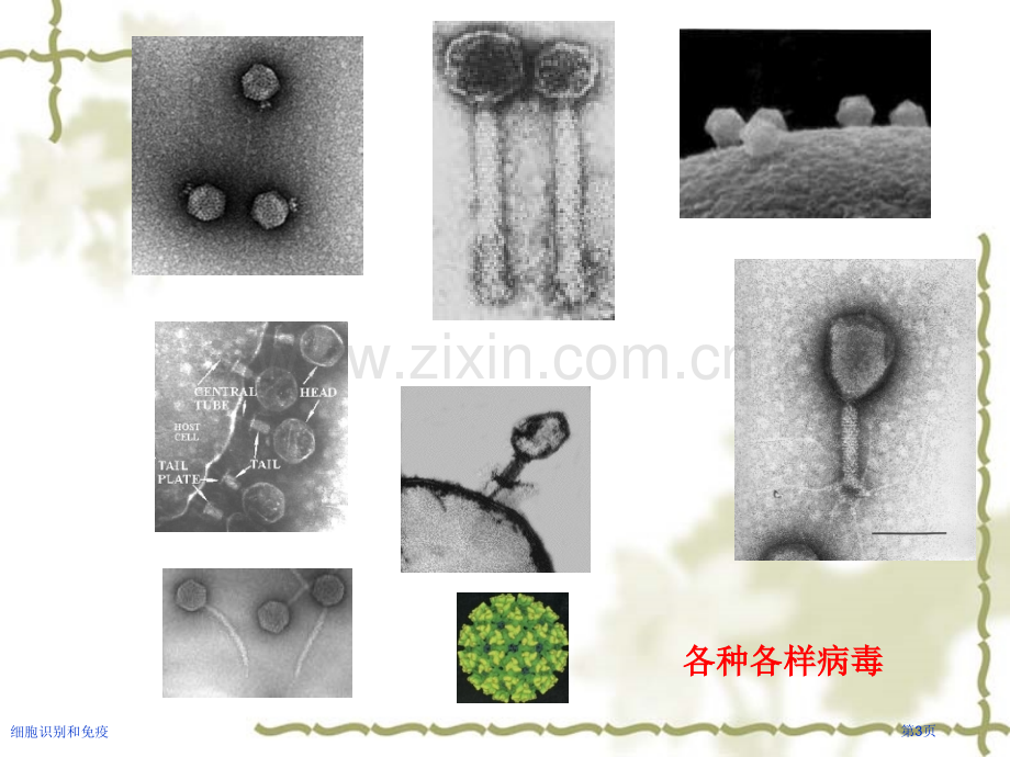 细胞识别和免疫专家讲座.pptx_第3页