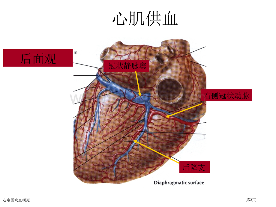 心电图缺血梗死专家讲座.pptx_第3页