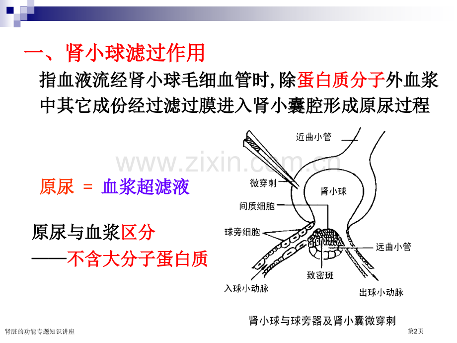 肾脏的功能专题知识讲座专家讲座.pptx_第2页