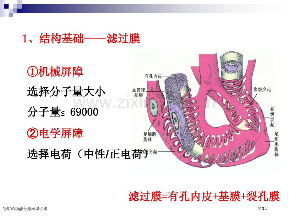 肾脏的功能专题知识讲座专家讲座.pptx_第3页