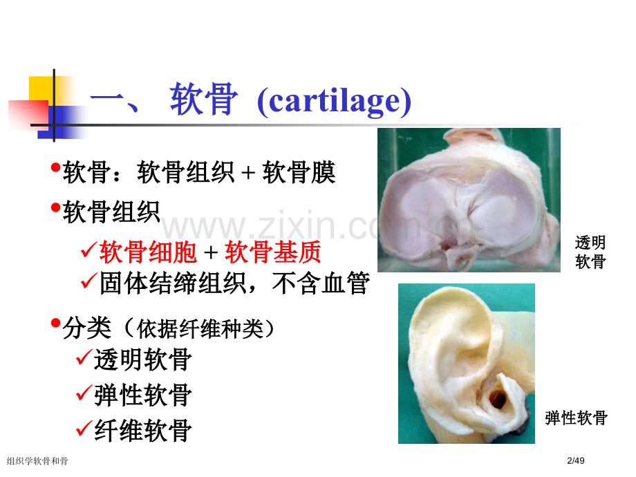 组织学软骨和骨.pptx_第2页