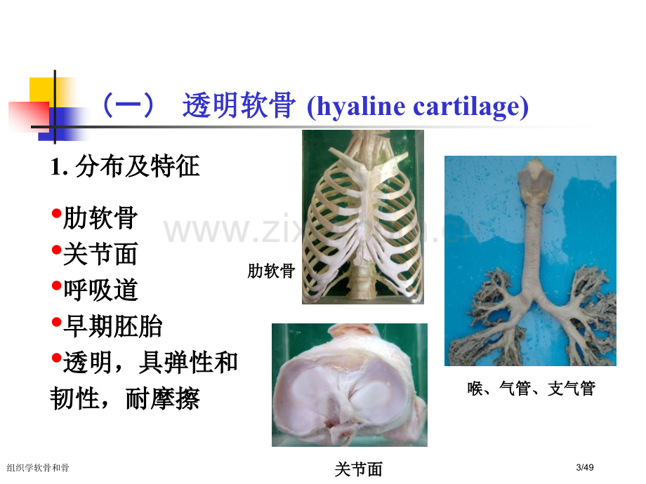 组织学软骨和骨.pptx_第3页