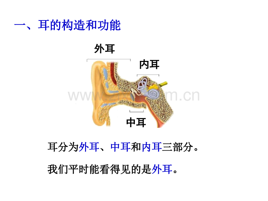 2016春华师大版科学八下32耳与听觉.pptx_第3页