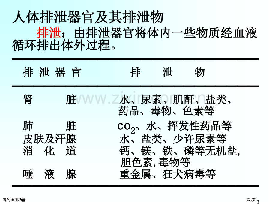 肾的排泄功能.pptx_第3页