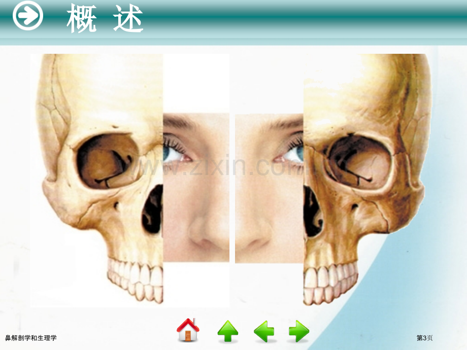 鼻解剖学和生理学.pptx_第3页