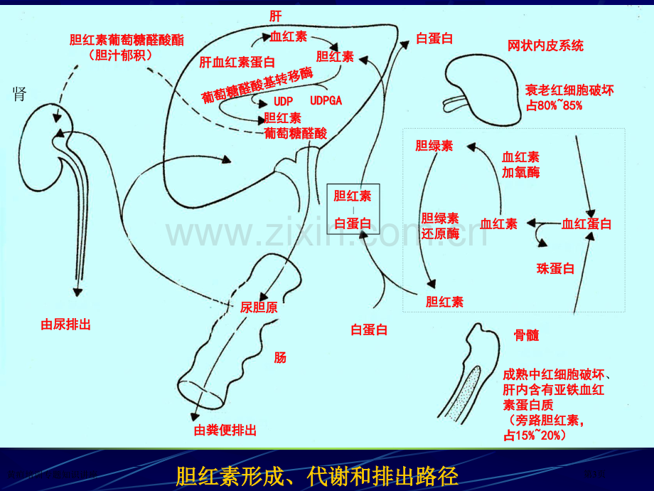 黄疸培训专题知识讲座专家讲座.pptx_第3页