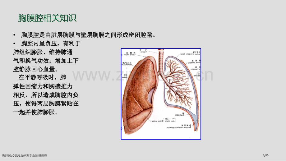 胸腔闭式引流及护理专业知识讲座.pptx_第3页