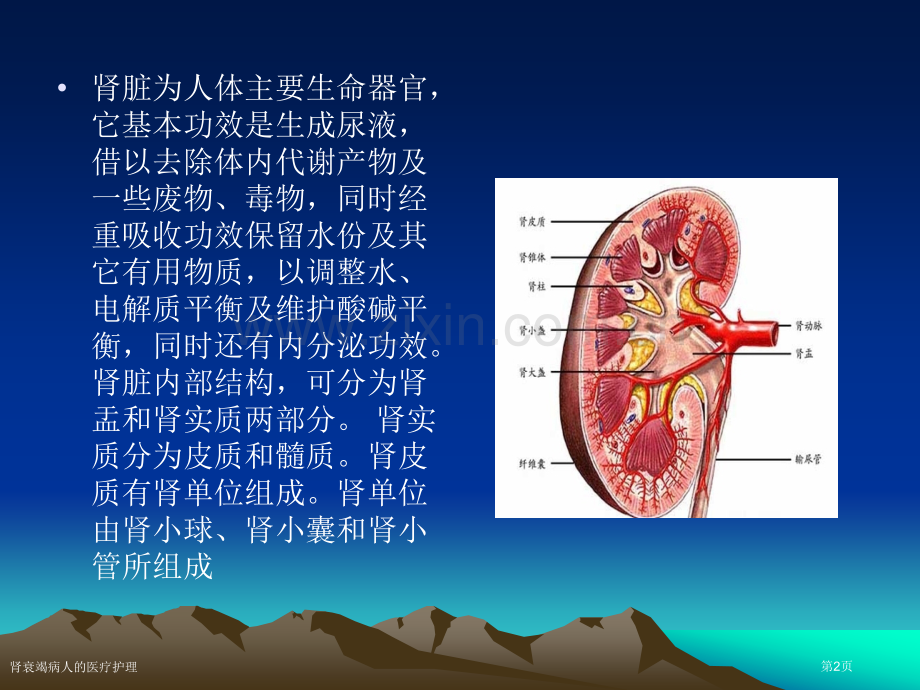 肾衰竭病人的医疗护理.pptx_第2页