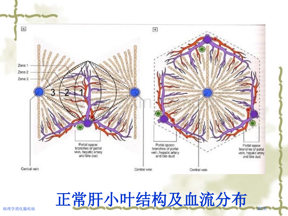 病理学消化腺疾病专家讲座.pptx_第2页