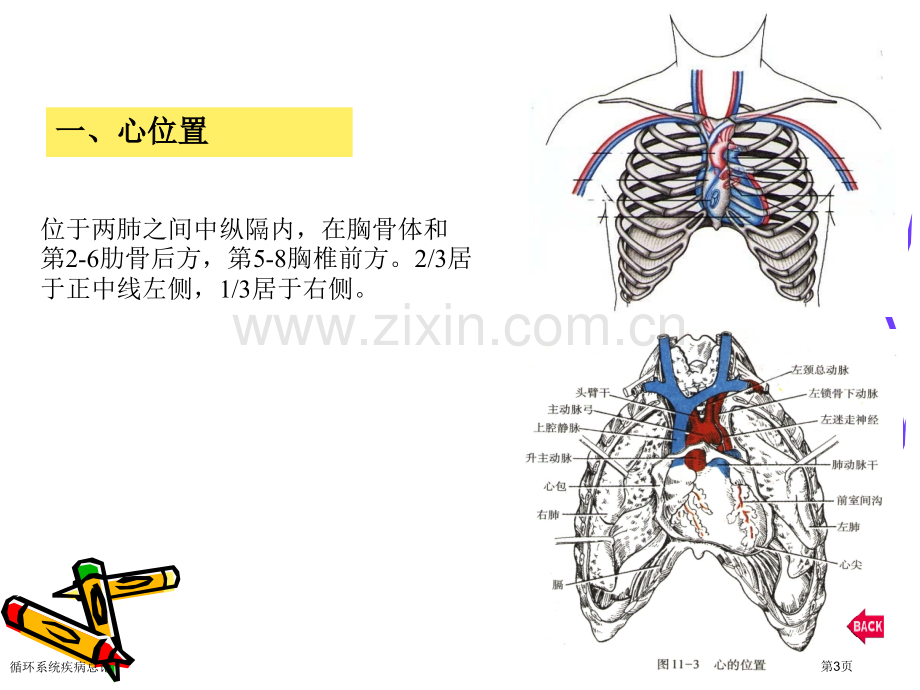 循环系统疾病总论专家讲座.pptx_第3页