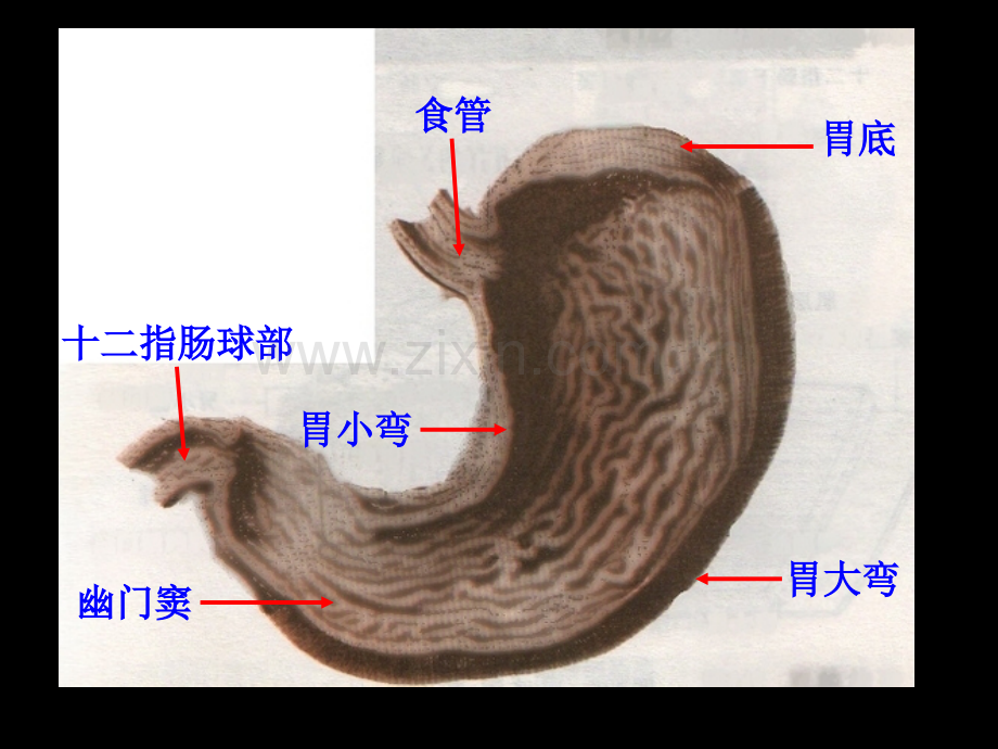 胃的解剖病理等大量图片综合专家讲座.pptx_第1页