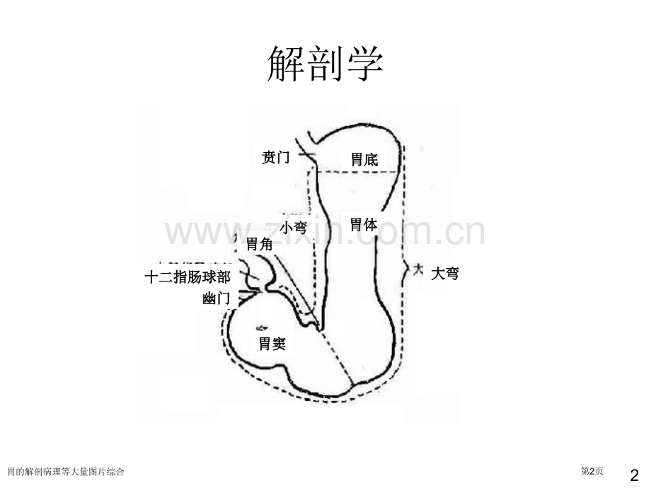 胃的解剖病理等大量图片综合专家讲座.pptx_第2页