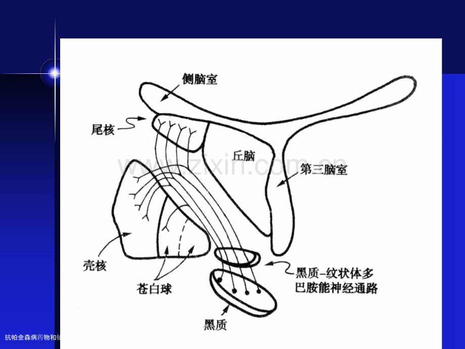 抗帕金森病药物和镇痛药案例版专家讲座.pptx_第2页