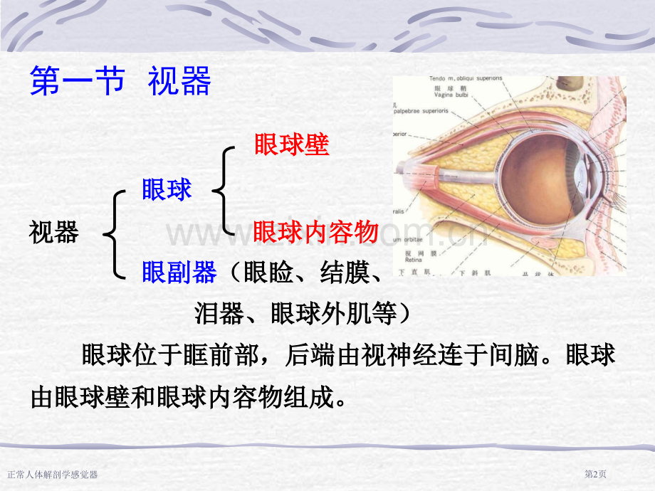 正常人体解剖学感觉器专家讲座.pptx_第2页