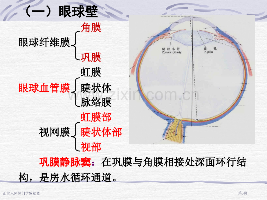 正常人体解剖学感觉器专家讲座.pptx_第3页