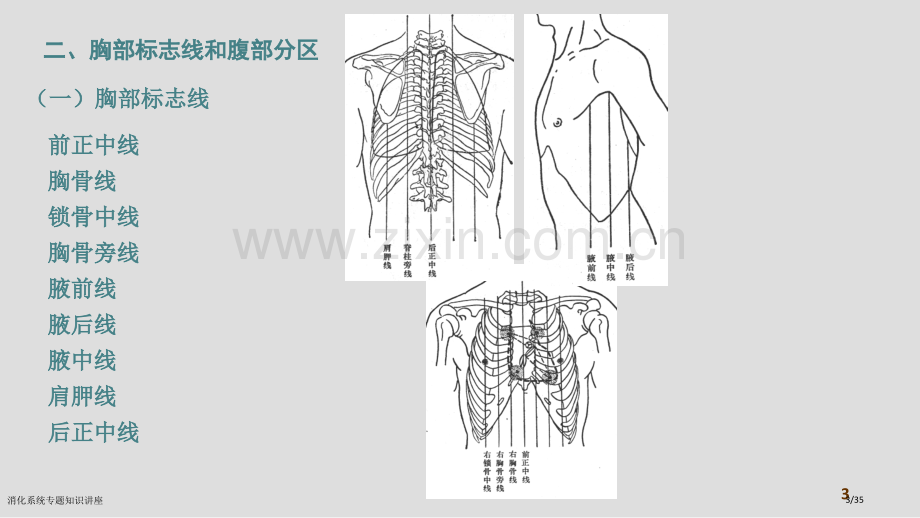 消化系统专题知识讲座.pptx_第3页