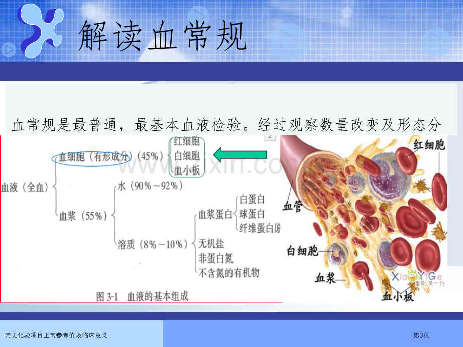 常见化验项目正常参考值及临床意义.pptx_第3页